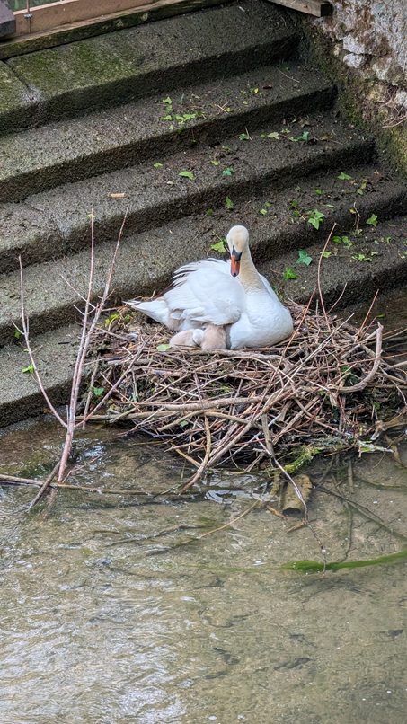 Cygnes à Nanteau